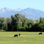 MINOLTA DIGITAL CAMERA