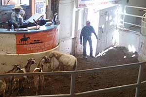 goats at auction, Fallon Nevada