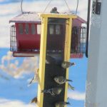 goldfinches on feeder – Gretchen Baker