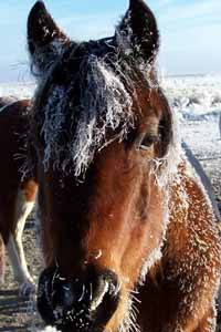Horse Pogonip