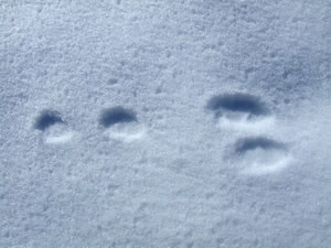 Jack Rabbit Tracks in snow