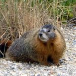 marmot 2
