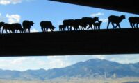 metal work at ranching exhibit