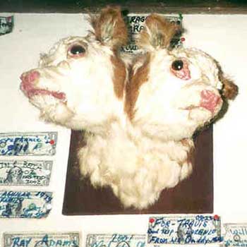two headed calf, Jiggs Nevada