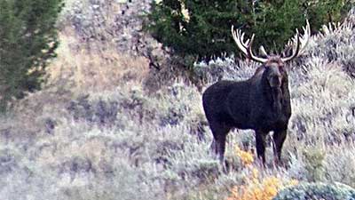 A bull moose is seen in the Jack and Jenny Creek area, Elko County
