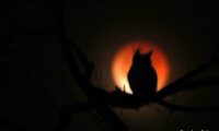 owl and supermoon eclipse 4