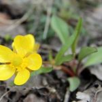 plantainleaf buttercup