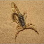 scorpion300x200