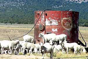 Sheep on US 50 Nevada