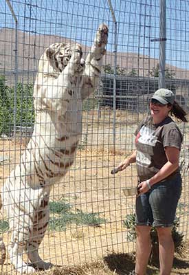 White tiger at Safe Haven Wildlife Refuge, Nevada