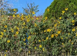Sunflowers in Baker Nevada