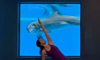 Yoga with dolphins