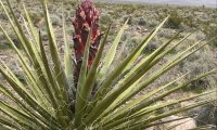 yucca near pahrump